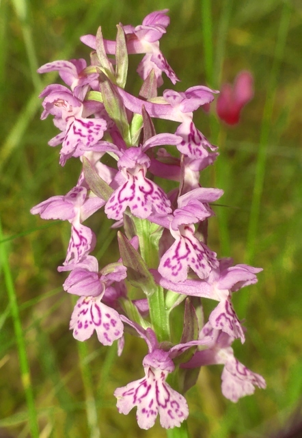 Dactylorhiza romana in una splendida variabilit - provincia di Caserta marzo 2019